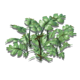 Cloven Paw Grass