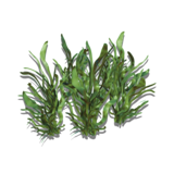 Ribbon Grass