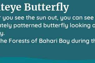 palia brighteye butterfly