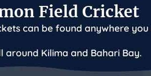 palia common field cricket