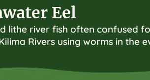 palia freshwater eel