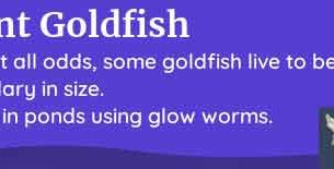 palia giant goldfish
