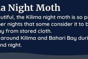 palia kilima night moth