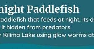 palia midnight paddlefish