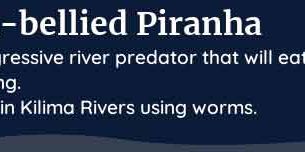 palia red-bellied piranha