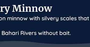 palia silvery minnow