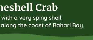 palia spineshell crab