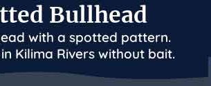 palia spotted bullhead