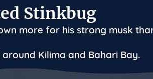 palia spotted stinkbug