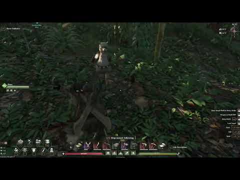 Taming Monkeys Video